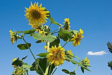 B站：关于打击游戏区不良言论及稿件的专项整治公告